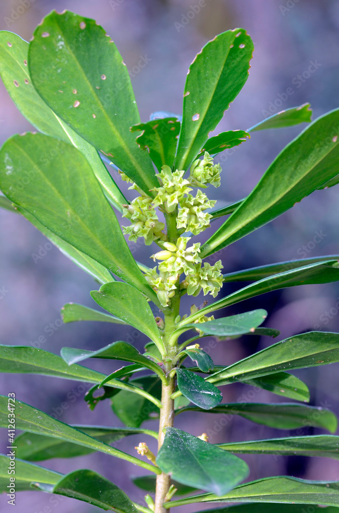 Obraz premium Spring wildflowers: Daphne laureola