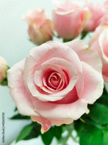 Pink rose bud close up. Bouquet on a white background