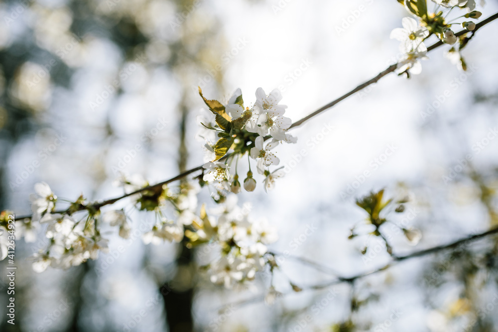 Fototapeta premium sakura branch cherry blossoms in the forest, sunny spring weather 