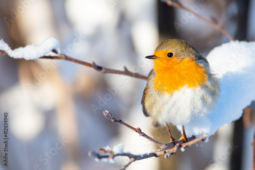 robin in snow © Lars