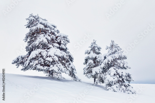 Snowy pine trees