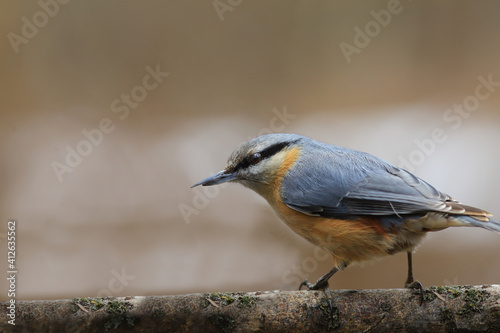 A nuthatch, with a broken lower part of its beak, sits on a horizontal branch against a blurry background... © chermit