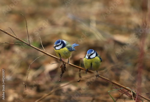 Two little blue tits sit on the dry winter grass
