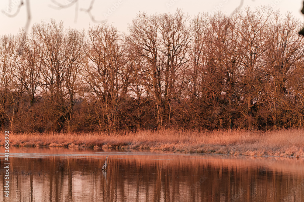 Great blue heron in the swamp at sunrise