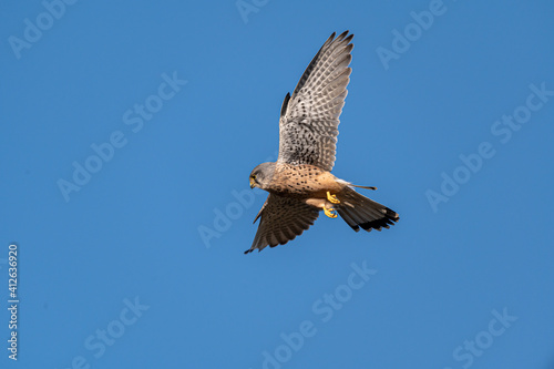 Canvas Print Male kestrel bird of prey, Falco tinnunculus, hovering hunting for prey