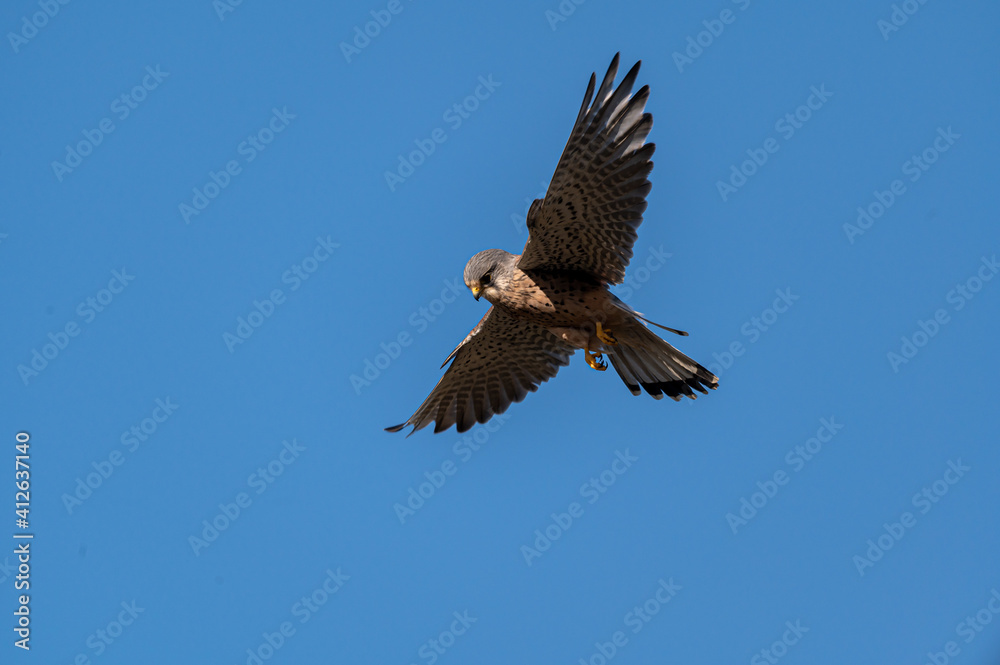Male kestrel bird of prey, Falco tinnunculus, hovering hunting for prey Male kestrel bird of prey, Falco tinnunculus, hovering hunting for prey