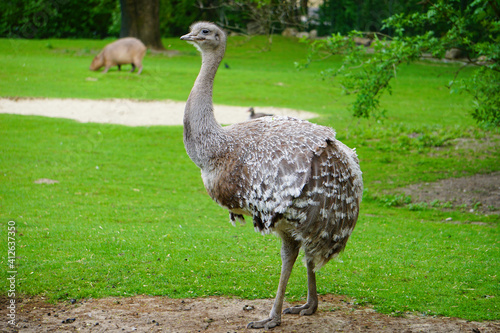 Ostrich Walking at zoo Stock Photo Stock Images Stock Pictures