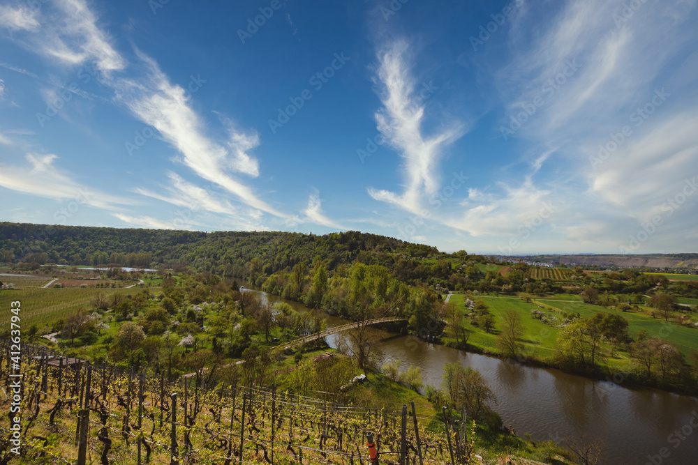 Vineyard overlooking the river Neckar, Landscape of Hessigheim, Germany