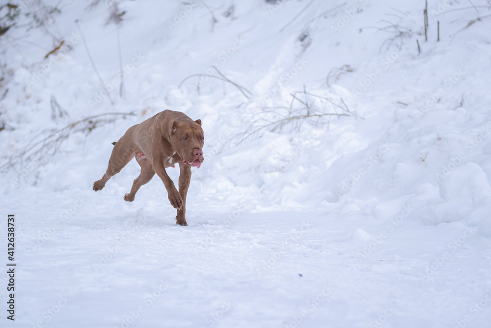 Fast purebred American Pit Bull Terrier running in the snow.