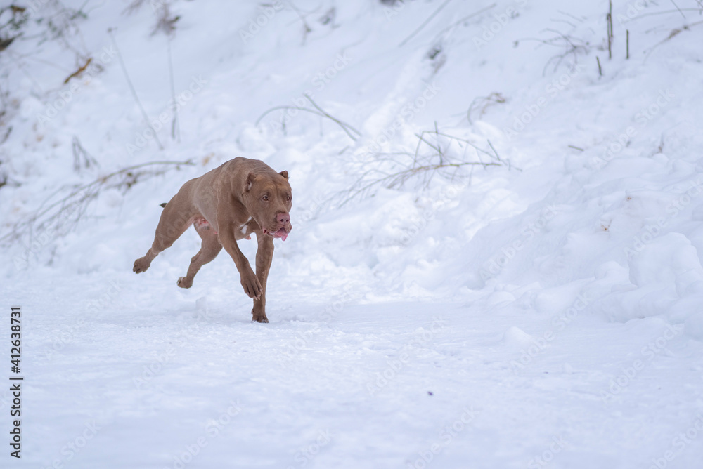 Fast purebred American Pit Bull Terrier running in the snow. Fast purebred American Pit Bull Terrier running in the snow.