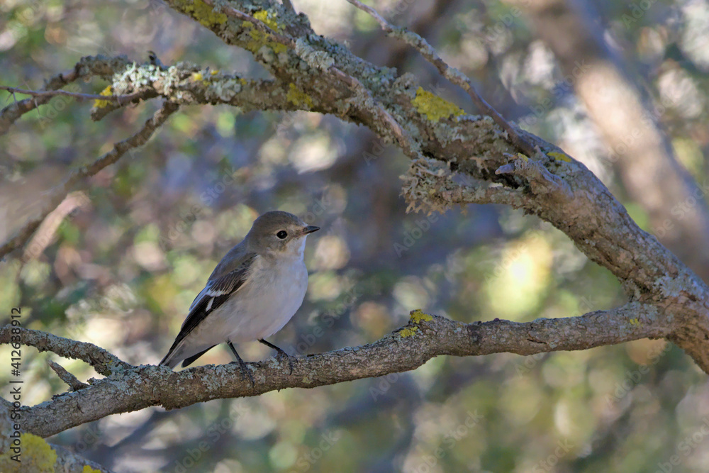European Pied Flycatcher (Ficedula hypoleuca), Crete European Pied Flycatcher (Ficedula hypoleuca), Crete