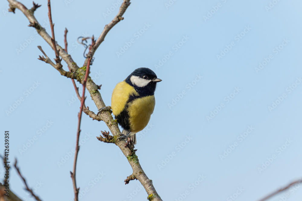 Great tit on a branch in the wild Great tit on a branch in the wild