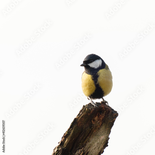 Great tit on a branch