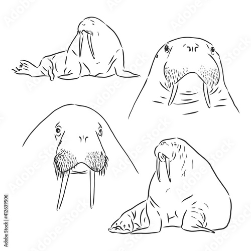 Sketch of a walrus in an engraving style. Hand drawn illustration converted to vector. walrus vector sketch illustration