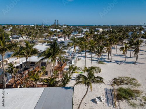trees on the beach