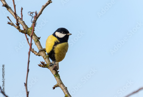 Great tit on a branch in the wild