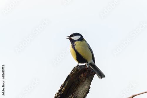 Great tit on a branch in the wild © Jérôme Bouche