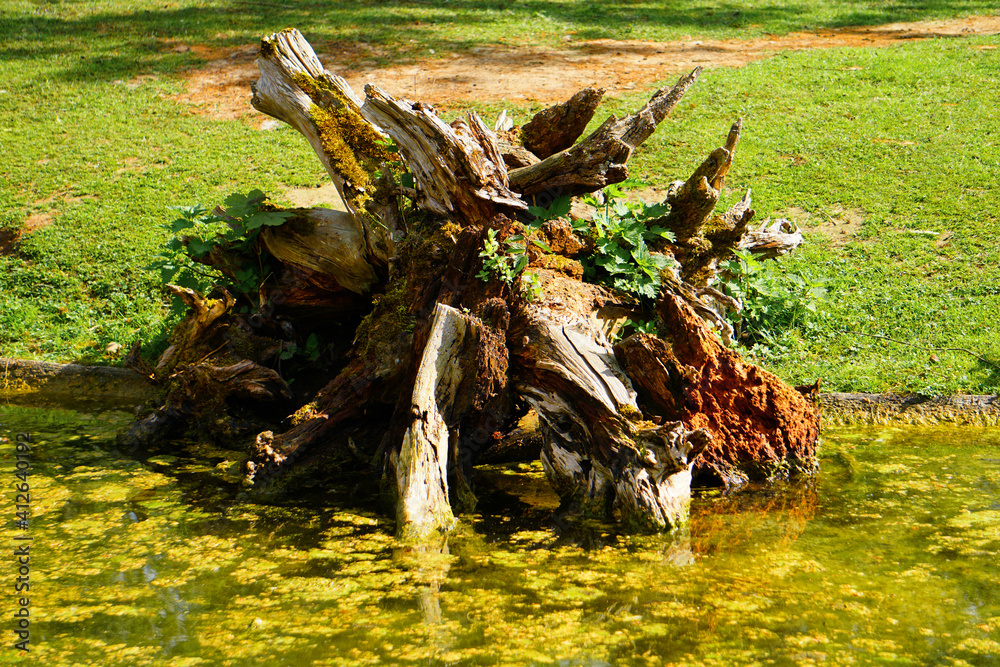 Wood in swamp Stock Photo Stock Images Stock Pictures Wood in swamp Stock Photo Stock Images Stock Pictures