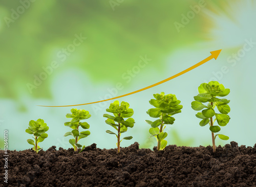 Five young growing plants on the soil. Growing plants. Growth and development concept