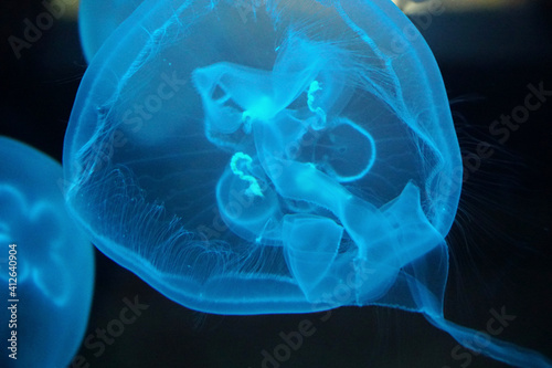 Blue Jellyfish Stock Photo Stock Images Stock Pictures