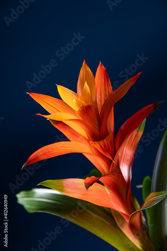 Tillandsia Red Abdita