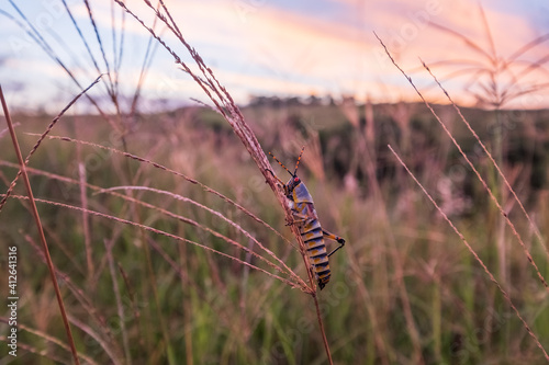 Colourful Locust resting on the long grass in the farmlands of Southern Africa whilst the sun sets in the near distance on a warm summer's day