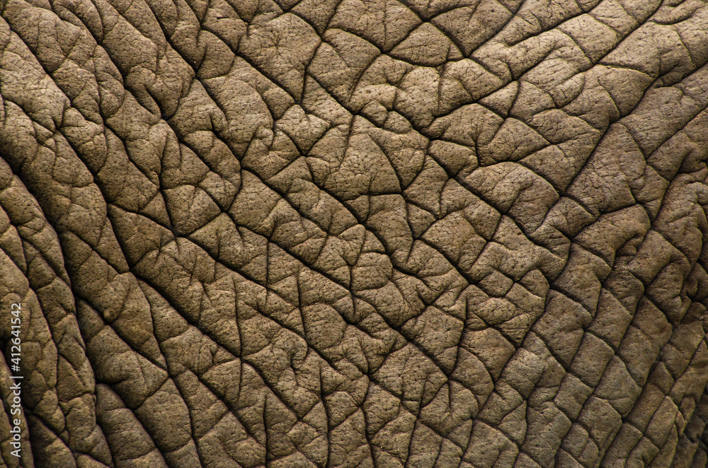 Detail of te texture of an African elephant Detail of te texture of an African elephant