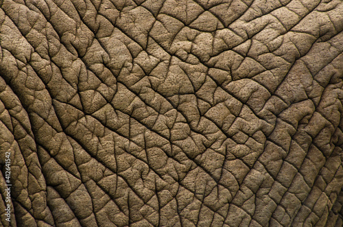 Detail of te texture of an African elephant