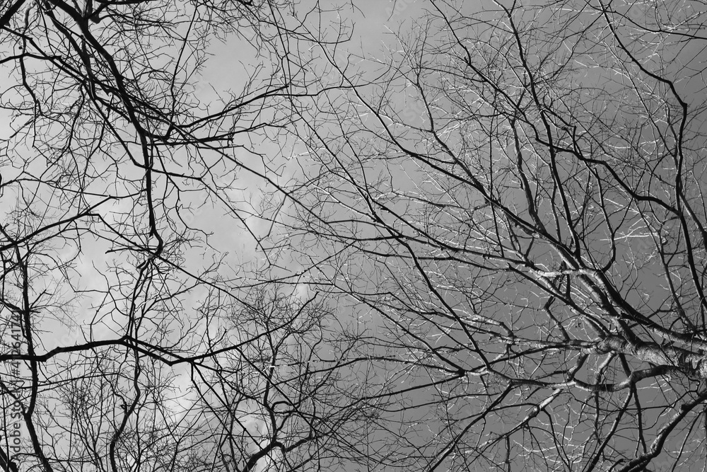 A black and white version of the bare tree branches. A black and white version of the bare tree branches.