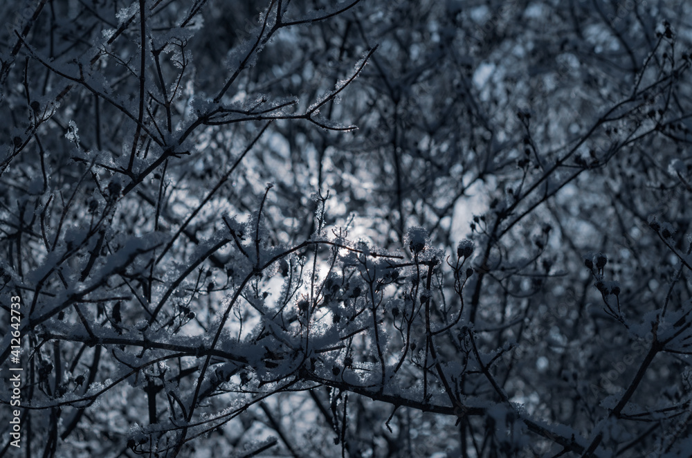 Obraz premium Abstract background of branches covered with snow and frost.