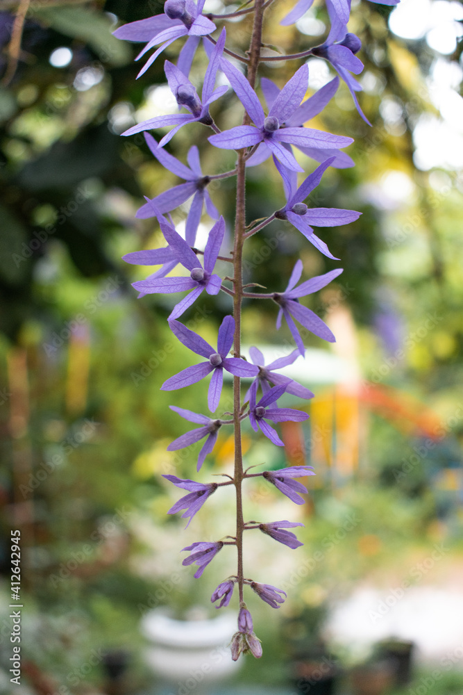 Obraz premium Petrea volubilis