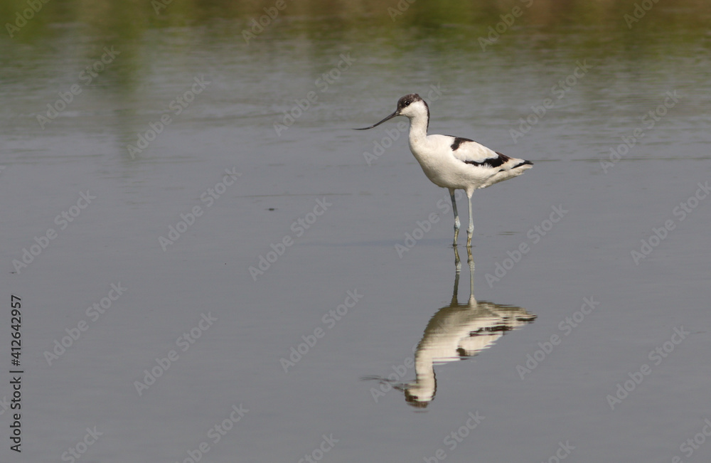 Pied avocet bird