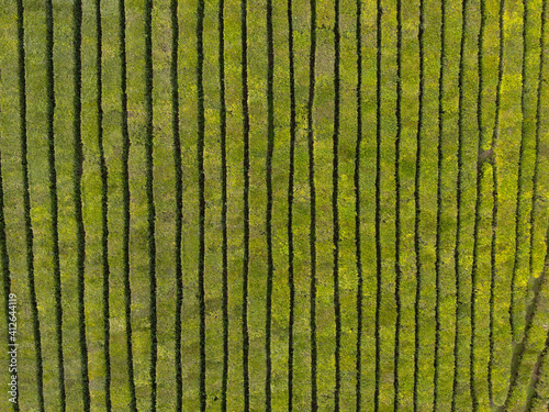 Aerial view of tea plantation. Top view fresh green tea terrace farm.