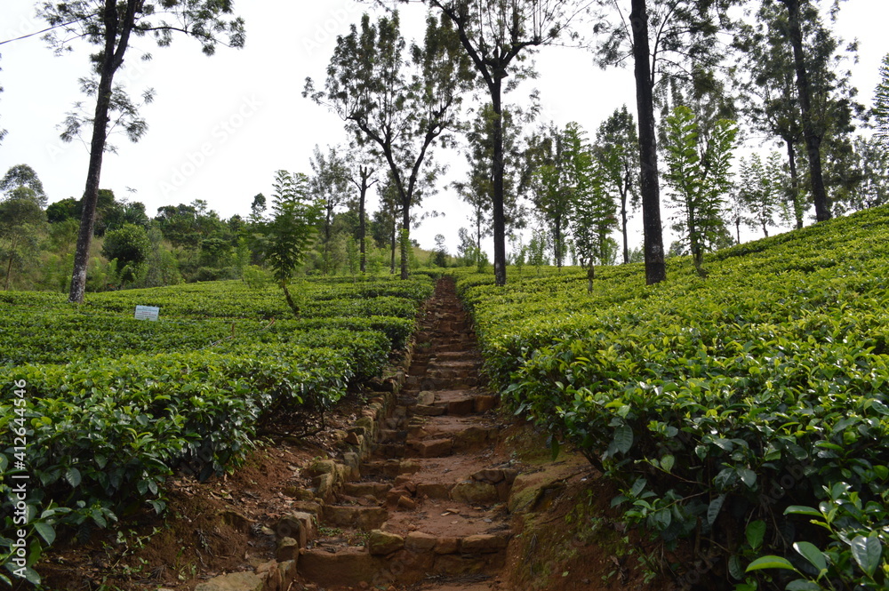 Path through a tea plantation on a hill Path through a tea plantation on a hill