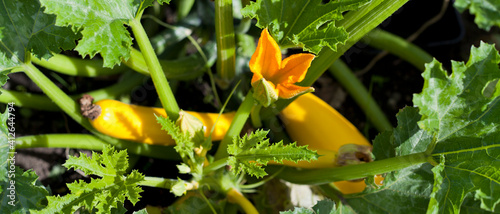 Foto Yellow The zucchini - courgette is a summer squash but is usually harvested when still immature