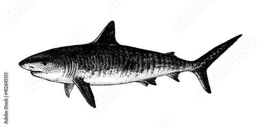 Tiger Shark, Galeocerdo cuvier. Fish collection