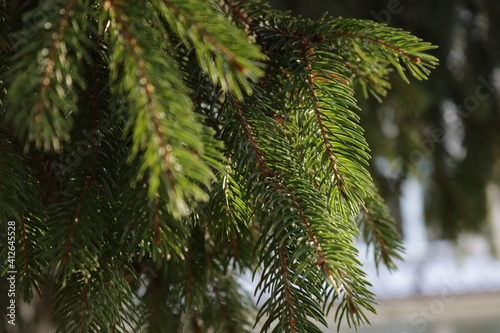 branches of a pine