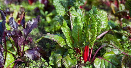 Beta Vulgaris - Purple beetroot leaves in the permaculture countryside vegetable garden during the sunny day. photo