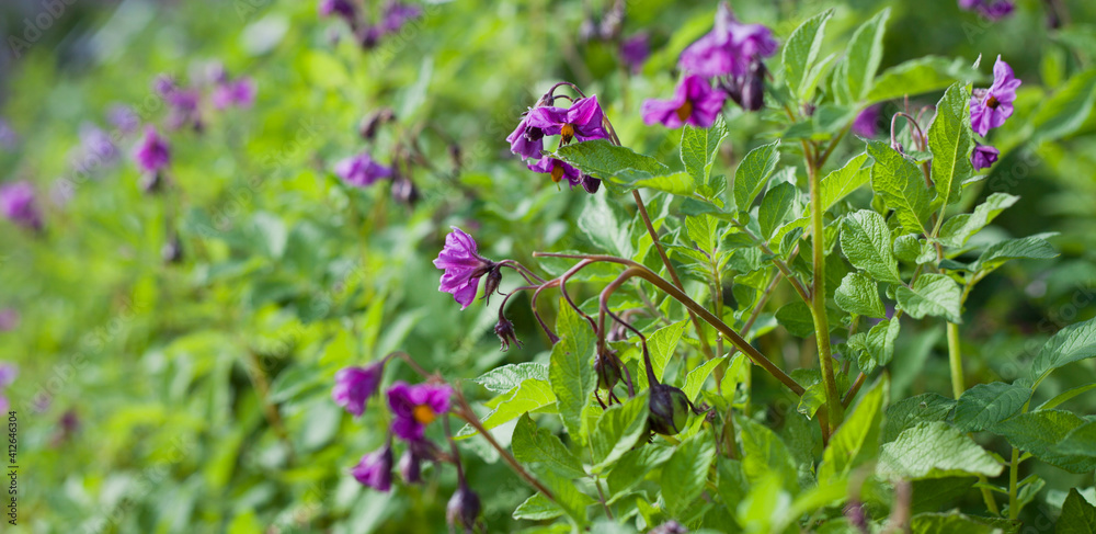 Violet flowers of the purple potato plant in the vegetable garden - Violette variety Violet flowers of the purple potato plant in the vegetable garden - Violette variety