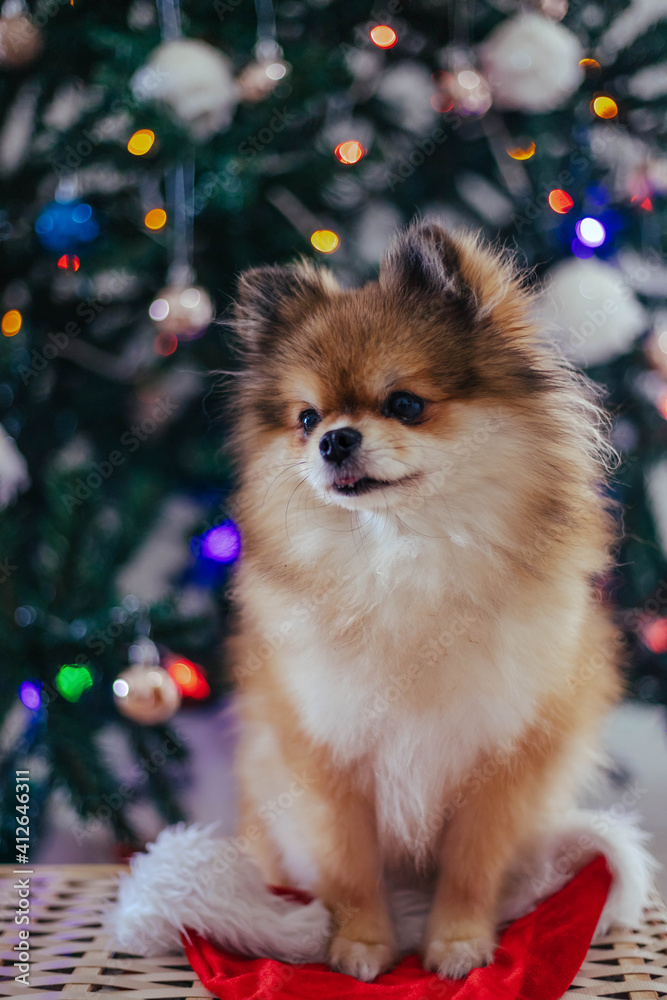 Obraz premium Cute little pomeranian dog under christmas tree