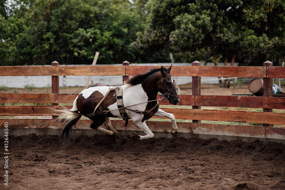 training and taming a young foal horse training and taming a young foal horse