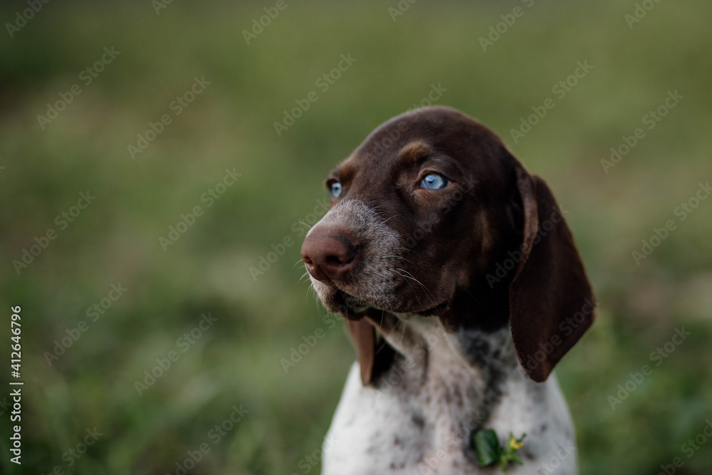 adorable purebred bracco italian dog with blue eyes adorable purebred bracco italian dog with blue eyes