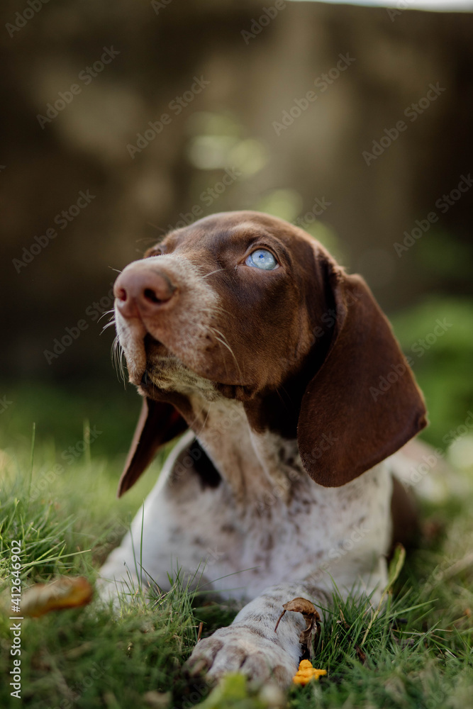 adorable purebred bracco italian dog with blue eyes