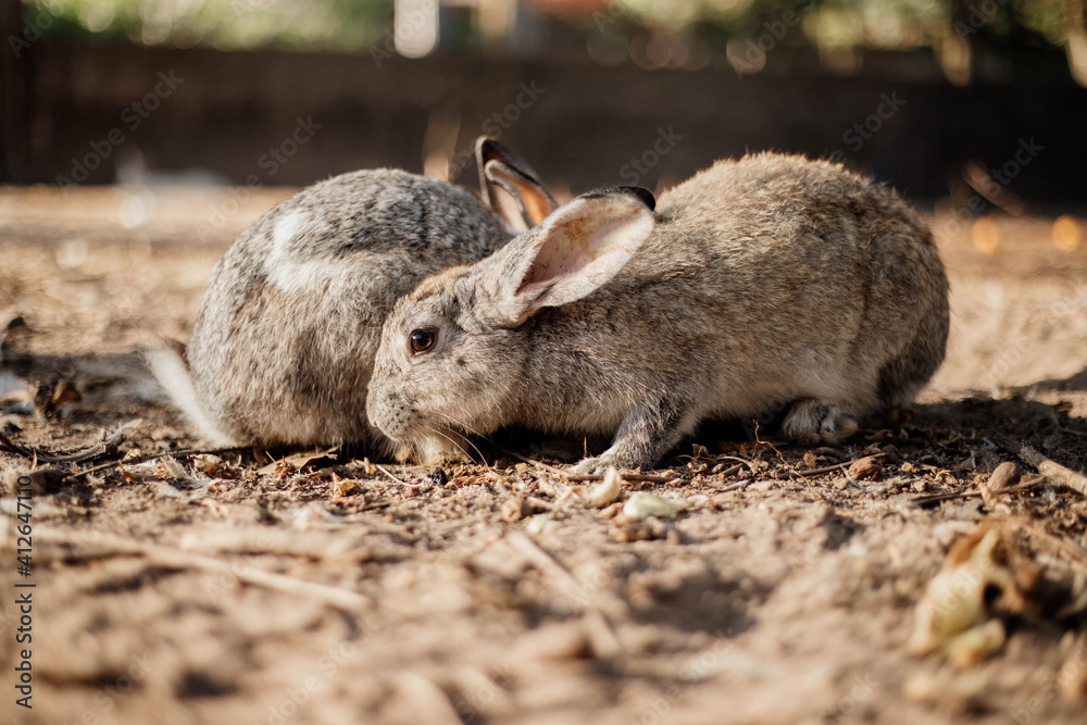 adorable bunny rabbit eating on the ground adorable bunny rabbit eating on the ground