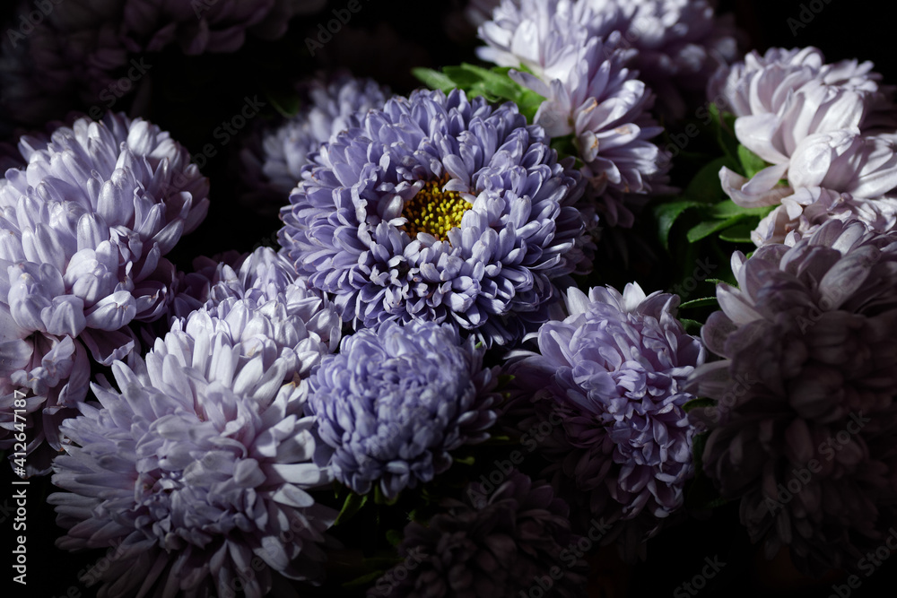 Botanical floral dark moody banner or background with purple blue asters flowers bouquet, closeup, copy space, greenhouse and indoor garden concept, dark moody blooming design