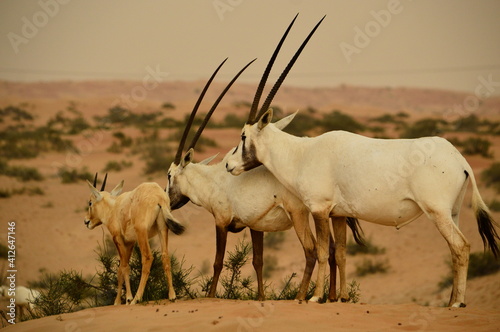 Foto Oryx in Dubai desert