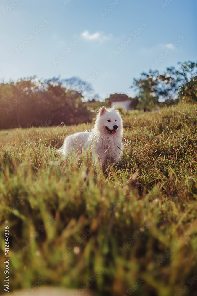 Obraz premium beautiful samoyed dog on the wild river