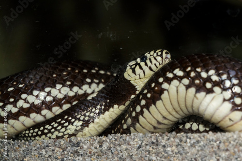 Black and white California kingsnake in a terrarium photo