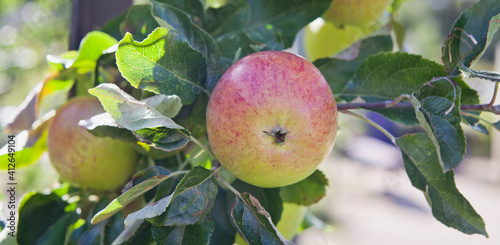 Double Cordon Apple tree in the orchard.