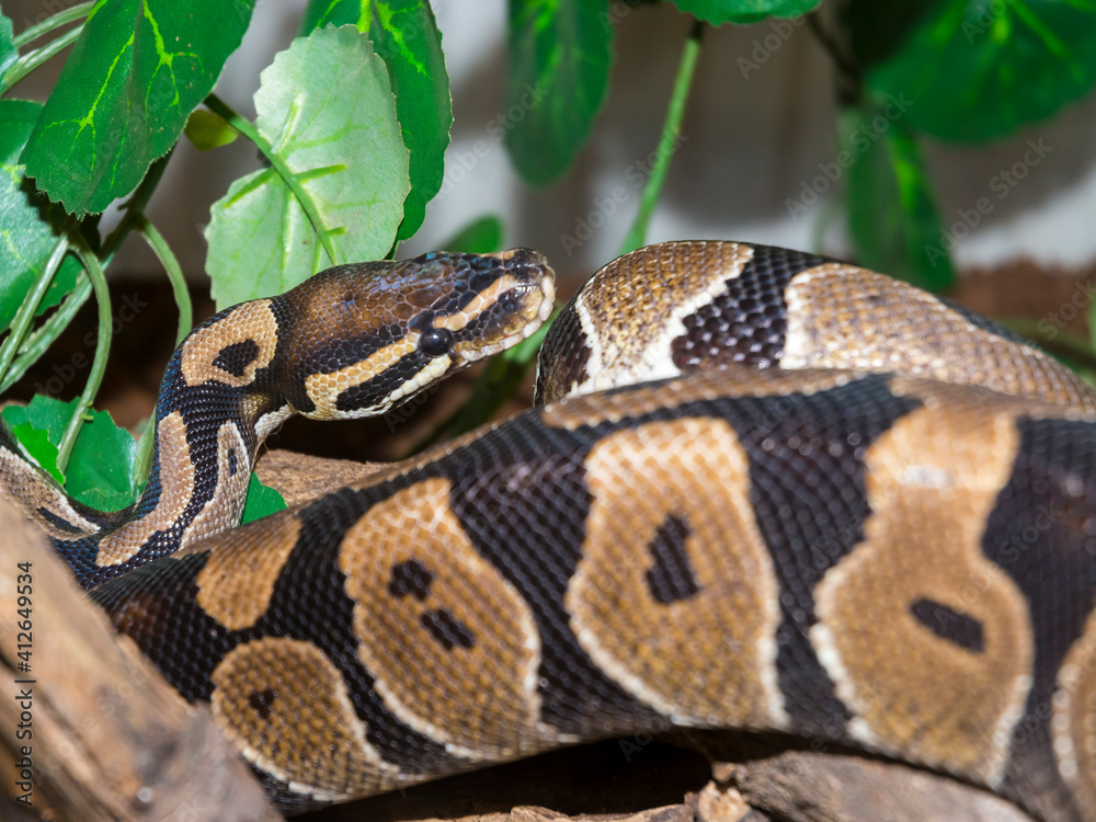 Ball python the small giant snake from Africa Ball python the small giant snake from Africa